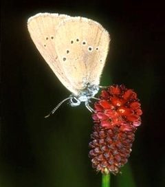 Foto: M. Bedjanič, Temni mravljiščar