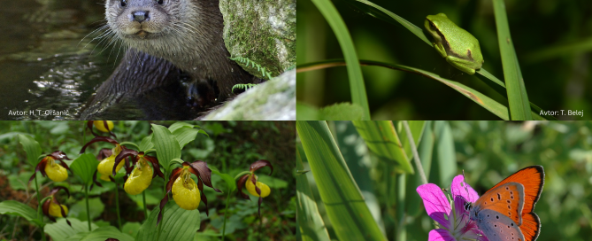 Zgoraj levo: vidra, zgoraj desno: zelena rega, spodaj levo: lepi čeveljc, spodaj desno močvirski cekinček